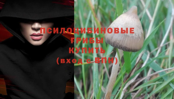 индика Новозыбков